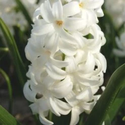 Rubies And Pearls Hyacinth Mix -Olivia Plants Sales x600 25523