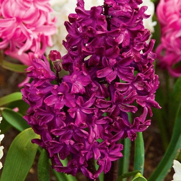 Vivid Hyacinth Mix 1 Vivid Hyacinth Mix