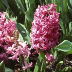Rubies And Pearls Hyacinth Mix -Olivia Plants Sales x600 25526