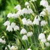 Leucojum Aestivum 'Gravetye Giant'