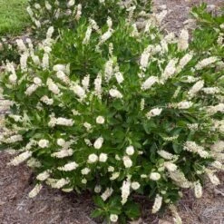 Clethra Alnifolia Vanilla Spice®