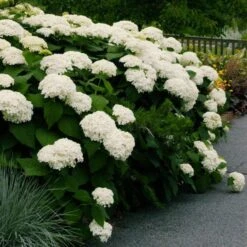 Hydrangea Arborescens 'Annabelle'