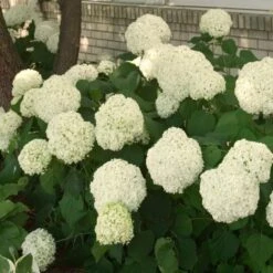 Hydrangea Arborescens 'Annabelle' -Olivia Plants Sales x600 25552