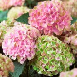 Hydrangea Macrophylla Everlasting® Revolution -Olivia Plants Sales x600 25554