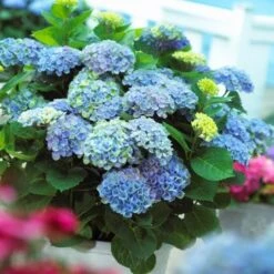 Hydrangea Macrophylla Everlasting® Revolution -Olivia Plants Sales x600 25555