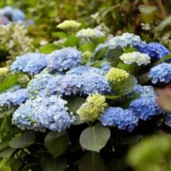 Hydrangea Macrophylla Everlasting® Revolution -Olivia Plants Sales x600 25556