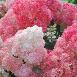 Hydrangea Paniculata Vanilla Strawberry™ 6 Hydrangea Paniculata Vanilla Strawberry™ -Olivia Plants Sales x600 25566