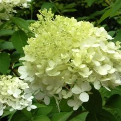 Hydrangea Paniculata 'Limelight' -Olivia Plants Sales x600 25571