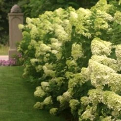 Hydrangea Paniculata 'Limelight' -Olivia Plants Sales x600 25572