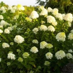 Hydrangea Paniculata 'Limelight' -Olivia Plants Sales x600 25573