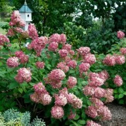 Hydrangea Paniculata Fire Light® -Olivia Plants Sales x600 25574