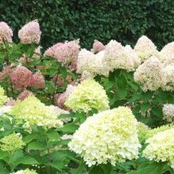 Hydrangea Paniculata Little Lime® - 1 Gallon Pot -Olivia Plants Sales x600 25576