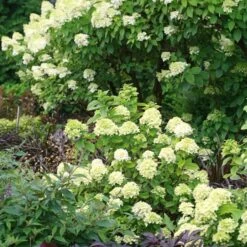 Hydrangea Paniculata Little Lime® - 1 Gallon Pot -Olivia Plants Sales x600 25577
