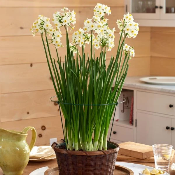 Paperwhite 'Wintersun' Kit With Woven Basket 1 Paperwhite 'Wintersun' Kit With Woven Basket