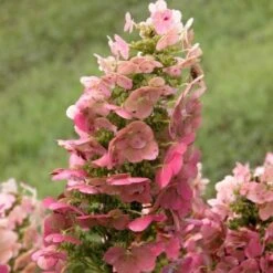 Hydrangea Quercifolia 'Ruby Slippers' -Olivia Plants Sales x600 25587