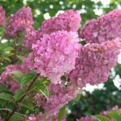 Hydrangea Paniculata Strawberry Sundae®