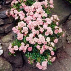 Rose 'The Fairy' -Olivia Plants Sales x600 25590