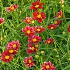 Coreopsis Big Bang™ 'Mercury Rising' -Olivia Plants Sales x600 25610