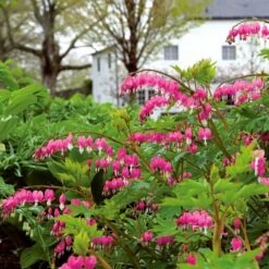 Dicentra Spectabilis -Olivia Plants Sales x600 25614