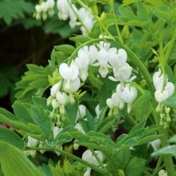 Dicentra Spectabilis 'Alba' 6 Dicentra Spectabilis 'Alba' -Olivia Plants Sales x600 25615