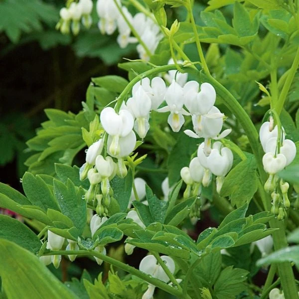 Dicentra Spectabilis 'Alba' 3 Dicentra Spectabilis 'Alba' - Image 3