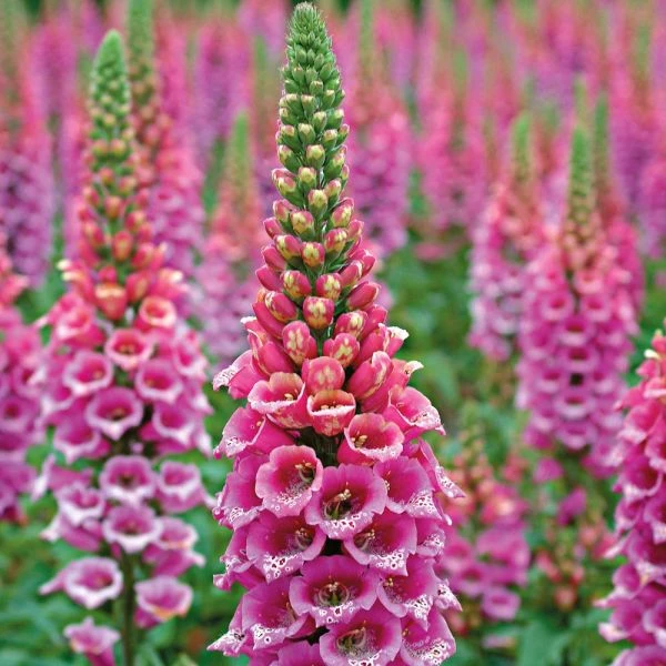 Digitalis Purpurea 'Candy Mountain' 2 Digitalis Purpurea 'Candy Mountain' - Image 2