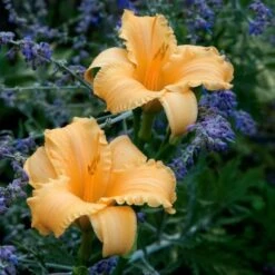 Hemerocallis (Daylily) 'Apricot Sparkles' - Reblooming -Olivia Plants Sales x600 25640