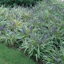 Liriope Muscari 'Variegata' -Olivia Plants Sales x600 25656