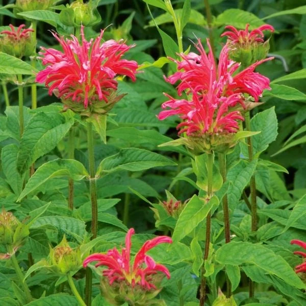 Monarda Didyma 'Coral Reef' 2 Monarda Didyma 'Coral Reef' - Image 2