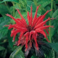 Monarda 'Jacob Cline' -Olivia Plants Sales x600 25659