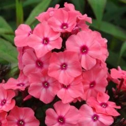 Phlox Paniculata Candy Store® Coral Crème Drop -Olivia Plants Sales x600 25675