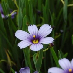 Sisyrinchium Angustifolium 'Lucerne' -Olivia Plants Sales x600 25676