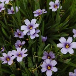 Sisyrinchium Angustifolium 'Lucerne' -Olivia Plants Sales x600 25677