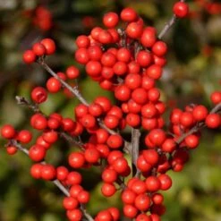 Winterberry Trio -Olivia Plants Sales x600 25724