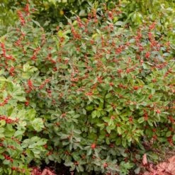 Ilex Verticillata Berry Heavy® -Olivia Plants Sales x600 25725