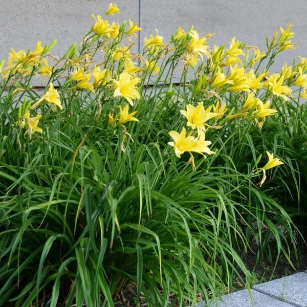 Hemerocallis (Daylily) 'Hyperion' 2 Hemerocallis (Daylily) 'Hyperion' - Image 2