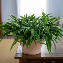 Cretan Pot Ikaros -Olivia Plants Sales x600 25861