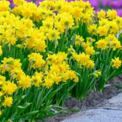 Narcissus 'Tête Bouclé'
