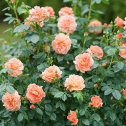 Rose At Last® -Olivia Plants Sales x600 25974