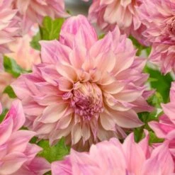 Dahlia 'Café Au Lait Royal' -Olivia Plants Sales x600 25987
