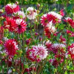 Dahlia 'Rebecca's World' -Olivia Plants Sales x600 25988