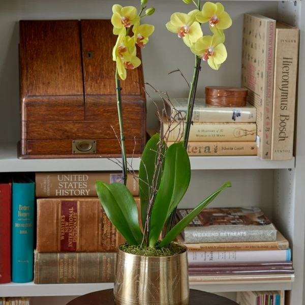 Yellow Moth Orchid In Golden Metal Cachepot 1 Yellow Moth Orchid In Golden Metal Cachepot