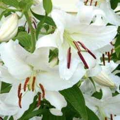 Lilium Mix - The Perfumed Garden -Olivia Plants Sales x600 26066