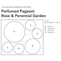 Perfumed Pageant Rose & Perennial Garden 11 Perfumed Pageant Rose & Perennial Garden -Olivia Plants Sales x600 26067
