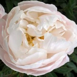 Peony 'Moonstone' -Olivia Plants Sales x600 26103