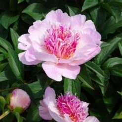 Peony 'Do Tell' -Olivia Plants Sales x600 26190