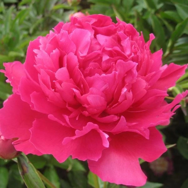 Peony 'Felix Supreme' 2 Peony 'Felix Supreme' - Image 2