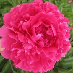 Peony 'Felix Supreme' 5 Peony 'Felix Supreme' -Olivia Plants Sales x600 26201