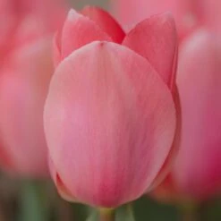 Tulip 'Christmas Pink' -Olivia Plants Sales x600 26265
