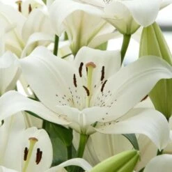 Lilium 'Eyeliner' -Olivia Plants Sales x600 26273